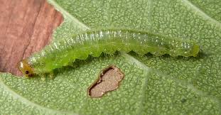 Attēlu rezultāti vaicājumam “Schizotus pectinicornis larva”