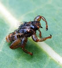 Attēlu rezultāti vaicājumam “Lipoptena cervi”