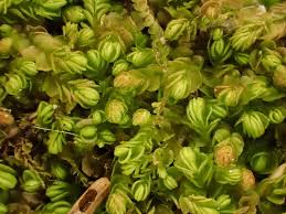 Attēlu rezultāti vaicājumam “Trilophozia quinquedentata”