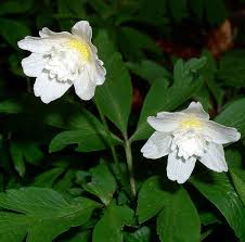 Attēlu rezultāti vaicājumam “Anemone nemorosa flower”