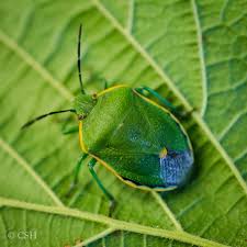 Attēlu rezultāti vaicājumam “Chlorochroa pinicola”