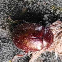 Attēlu rezultāti vaicājumam “Chrysolina staphylaea”