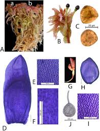 Attēlu rezultāti vaicājumam “Sphagnum angustifolium sporophyte”