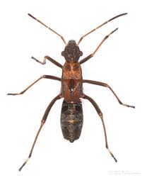 Attēlu rezultāti vaicājumam “Alydus calcaratus”