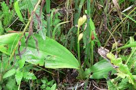 Attēlu rezultāti vaicājumam “Liparis loeselii flower”
