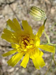 Attēlu rezultāti vaicājumam “Crepis tectorum flower”