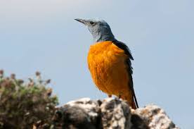 Image result for Monticola saxatilis