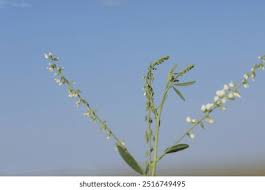 Attēlu rezultāti vaicājumam “Melilotus albus leaf”