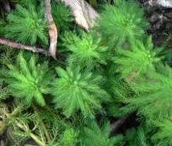 Attēlu rezultāti vaicājumam “Haloragaceae”