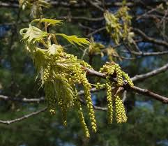 Attēlu rezultāti vaicājumam “Quercus robur female flower”