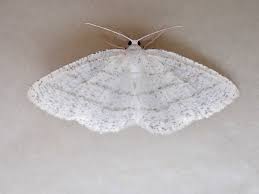 Attēlu rezultāti vaicājumam “Cabera pusaria male”