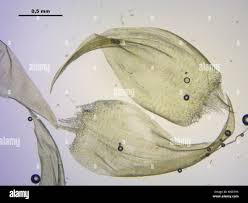 Attēlu rezultāti vaicājumam “Calliergonella lindbergii”