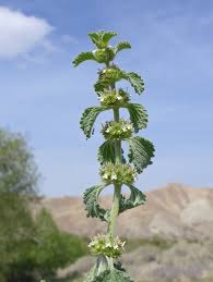 Image result for Marrubium vulgare