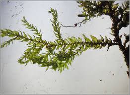 Attēlu rezultāti vaicājumam “Thamnobryum alopecurum”