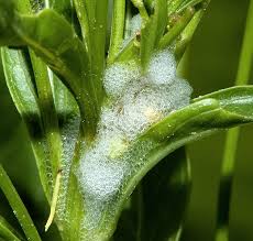 Attēlu rezultāti vaicājumam “Philaenus spumarius nymph”