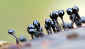 Attēlu rezultāti vaicājumam “Trichia sp.”