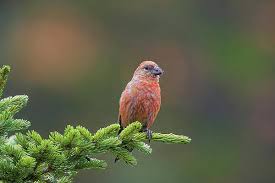 Image result for Loxia curvirostra