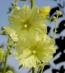 Image result for Alcea rugosa