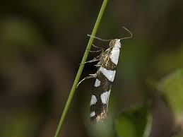 Attēlu rezultāti vaicājumam “Argyresthia semifusca”