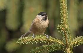 Attēlu rezultāti vaicājumam “Poecile montanus”
