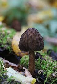 Attēlu rezultāti vaicājumam “Pluteus umbrosus”