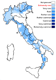 Attēlu rezultāti vaicājumam “Biatora sphaeroides”