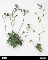 Attēlu rezultāti vaicājumam “Erophila verna flower”