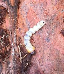 Attēlu rezultāti vaicājumam “Cerambycidae larva”