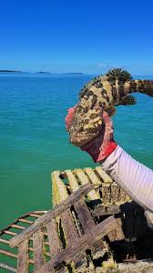 Image result for Epinephelus itajara