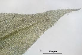 Attēlu rezultāti vaicājumam “Sciuro-hypnum”