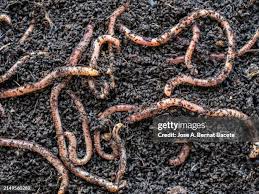 Attēlu rezultāti vaicājumam “Lumbricidae”