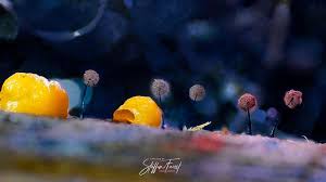 Attēlu rezultāti vaicājumam “Comatricha alta spores”