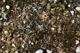 Attēlu rezultāti vaicājumam “Acaulon muticum”