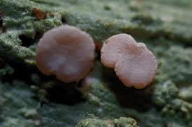 Attēlu rezultāti vaicājumam “Icmadophila ericetorum”