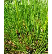 Attēlu rezultāti vaicājumam “Triglochin maritimum”