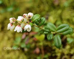 Attēlu rezultāti vaicājumam “Vaccinium vitis-idaea bud”