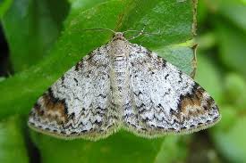 Attēlu rezultāti vaicājumam “Venusia blomeri”