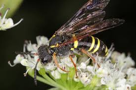 Attēlu rezultāti vaicājumam “Tenthredo scrophulariae exuvia”