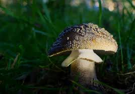 Attēlu rezultāti vaicājumam “Amanita excelsa”