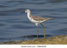 Attēlu rezultāti vaicājumam “Tringa stagnatilis”