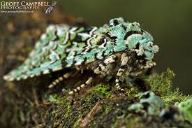 Attēlu rezultāti vaicājumam “Griposia aprilina”