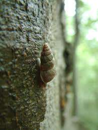 Attēlu rezultāti vaicājumam “Ena montana”