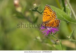 Attēlu rezultāti vaicājumam “Melitaea phoebe”