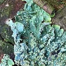 Attēlu rezultāti vaicājumam “Punctelia subrudecta”