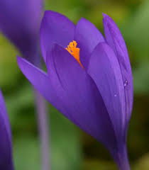 Attēlu rezultāti vaicājumam “Crocus speciosus”