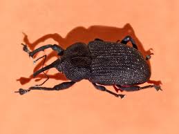 Attēlu rezultāti vaicājumam “Curculionidae”