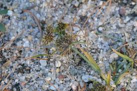 Attēlu rezultāti vaicājumam “Juncus capitatus fruit”