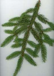 Attēlu rezultāti vaicājumam “Picea abies fo. virgata leaf”
