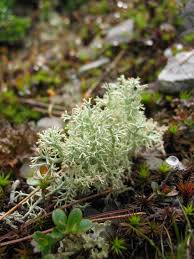 Attēlu rezultāti vaicājumam “Cladonia phyllophora”