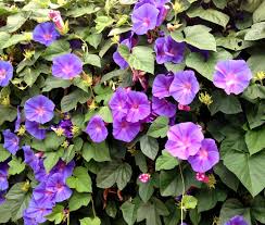 Image result for Ipomoea purpurea